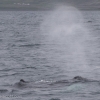 040718 humpback blow
