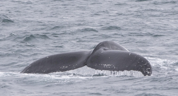 040718 humpback tail
