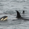 0408 orca calf