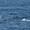 0408 sperm whale blow