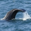 0408 sperm whale tail