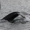 040818 close humpback tail