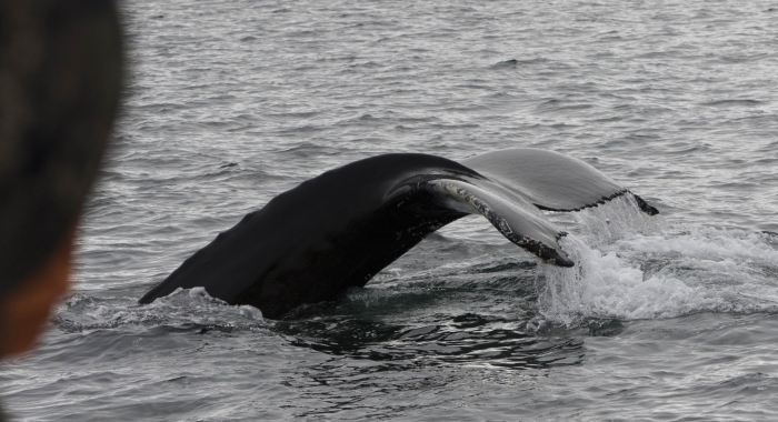 040818 close humpback tail