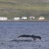 040818 humpback in front of Drangsnes