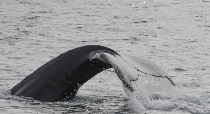 040818 humpback tail