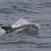 040818 whitebeaked dolphin
