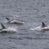040818 whitebeaked dolphins