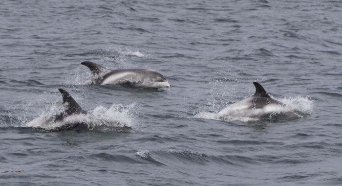 040818 whitebeaked dolphins