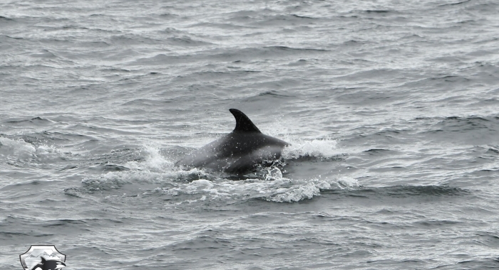 0409 dolphin Olafsvik