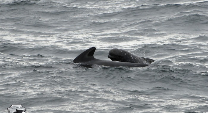 0409 young pilot whale Olafsvik