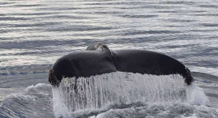 040918 close humpback tail