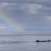 040918 humpback rainbow