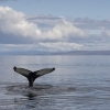 040918 humpback tail in landscape