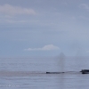 040918 humpbacks and iceberg