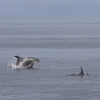 040918 whitebeak dolphin Holmavik
