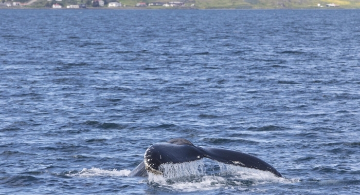 050718 afternoon humpback fluke