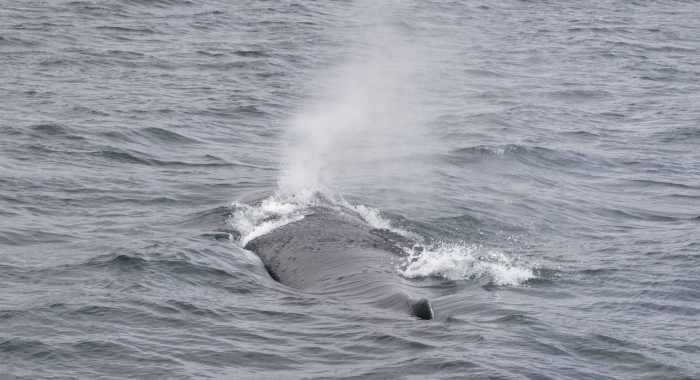 050718 humpback blow