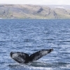050718 humpback fluke ID 2