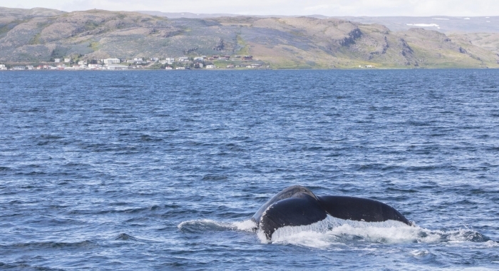 050718 humpback fluke and Holmavik