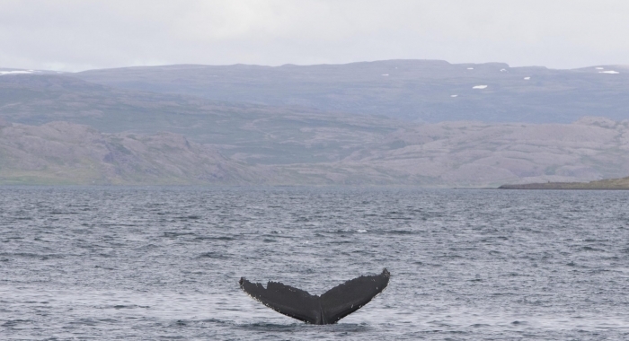 050718 morning humpback fluke V