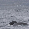 050718 morning humpback fluke