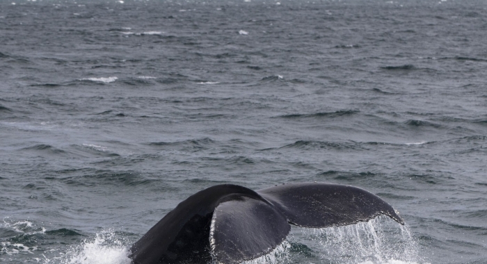050818 humpback tail