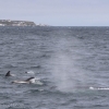 050818 humpback with dolphins