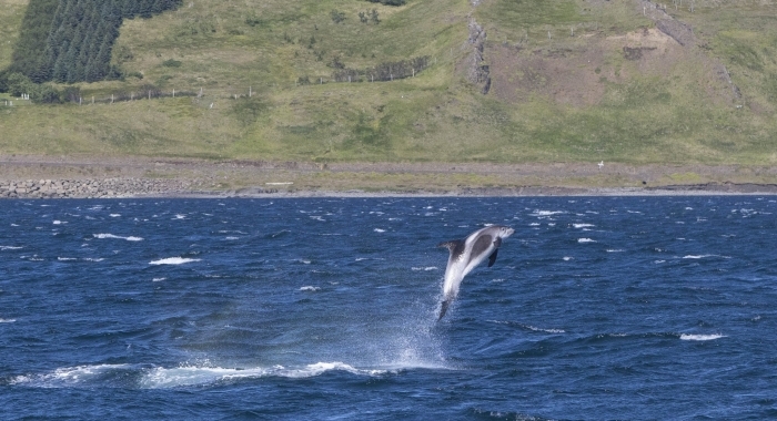 050818 leaping whitebeak dolphin