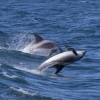 050818 leaping whitebeak dolphins
