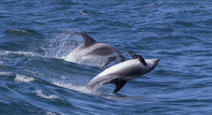 050818 leaping whitebeak dolphins