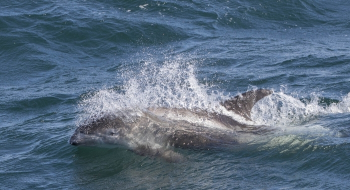 050818 whitebeak dolphin