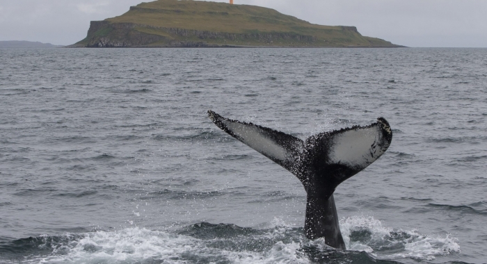 050918 humpback Example with Grimsey