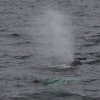 050918 humpback blow