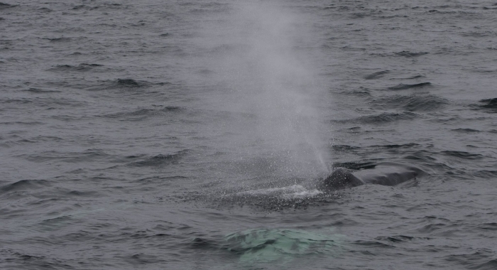 050918 humpback blow
