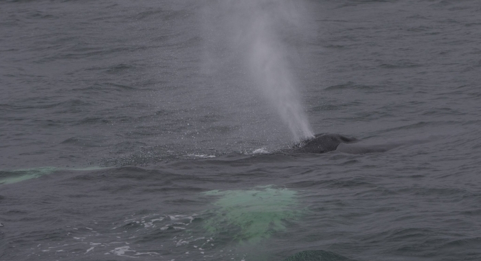 050918 humpback close blow