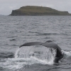 050918 humpback tail and Grimsey