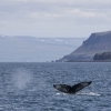060718 2 humpbacks in landscape