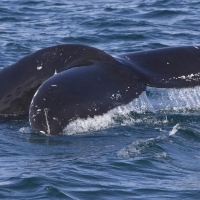 More humpbacks seem to be coming!