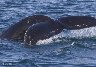 More humpbacks seem to be coming!