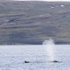 060718 humpback blow