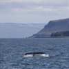 060718 humpback in landscape
