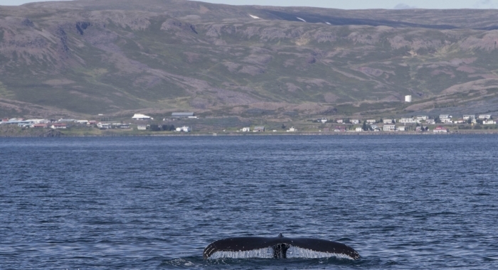 060718 humpback tail and Holmavik