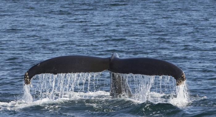 060918 nice humpback fluke