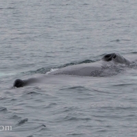Humpbacks in the north and sperm whales in the west again