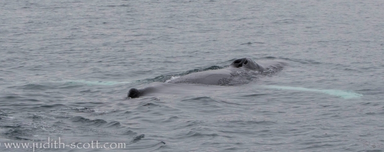 Humpbacks in the north and sperm whales in the west again