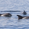 070918 whitebeak dolphins