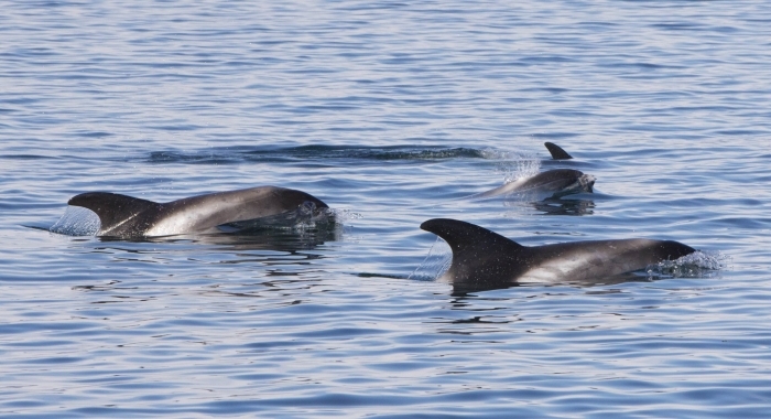 070918 whitebeak dolphins