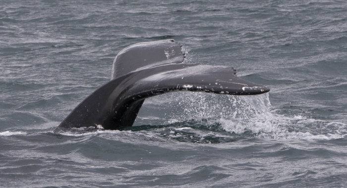 080718 humpback tail
