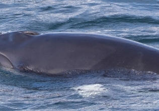 A curious Minke whale today’s highlight