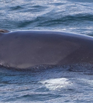 A curious Minke whale today’s highlight